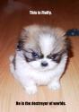 Fluffy_DoW.jpg