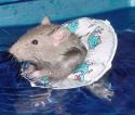 mouse_swimming.jpg
